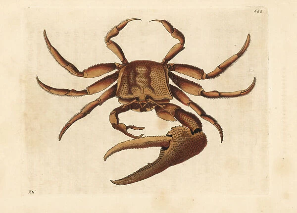 Fiddler crab, Uca tangeri