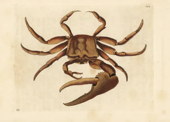 Framed Print : Fiddler crab, Uca tangeri Framed Print : Fiddler crab, Uca tangeri