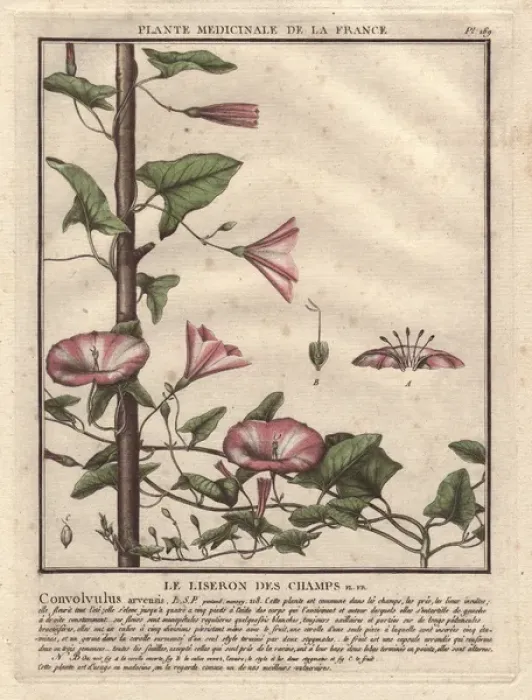Framed Print : Field bindweed, Convolvulus arvensis Framed Print : Field bindweed, Convolvulus arvensis