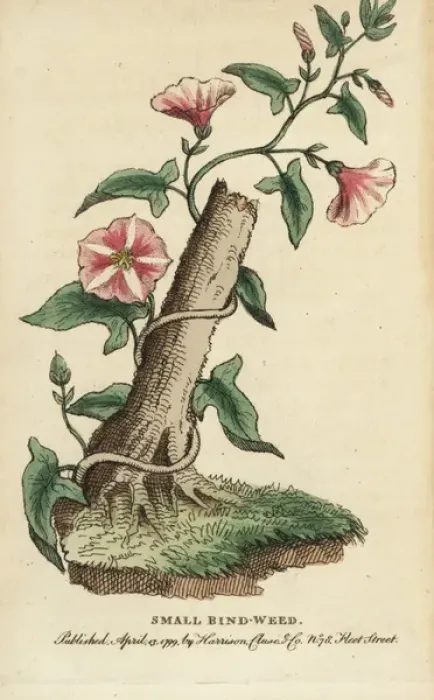 Framed Print : Field bindweed, Convolvulus arvensis Framed Print : Field bindweed, Convolvulus arvensis