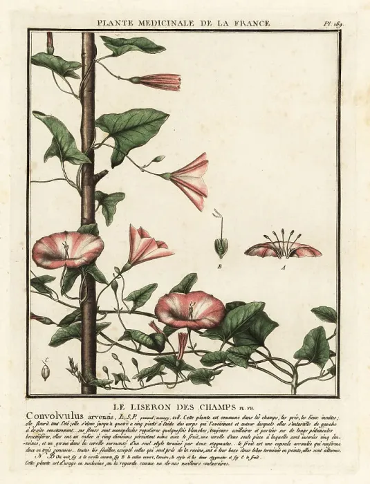 Framed Print : Field bindweed, Convolvulus arvensis Framed Print : Field bindweed, Convolvulus arvensis