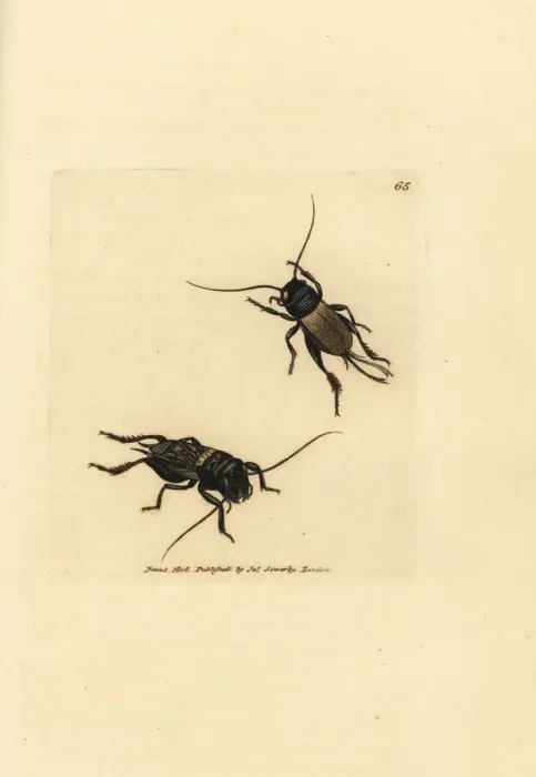 Framed Print : Field cricket, Gryllus campestris Framed Print : Field cricket, Gryllus campestris