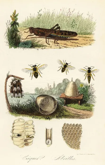 Framed Print : Field cricket and honey bee