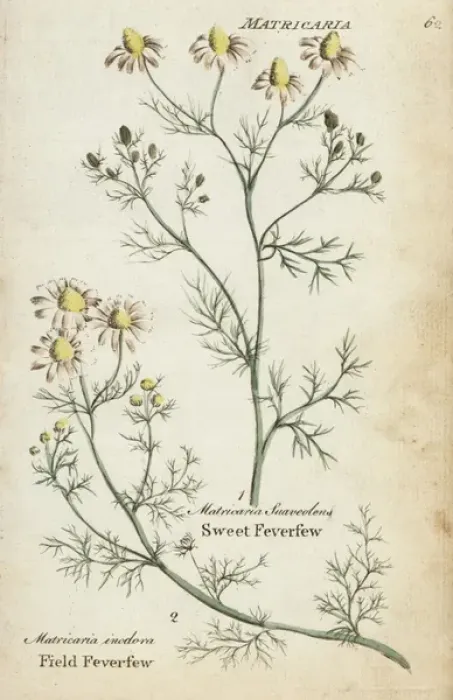 Framed Print : Field feverfew and sweet feverfew Framed Print : Field feverfew and sweet feverfew