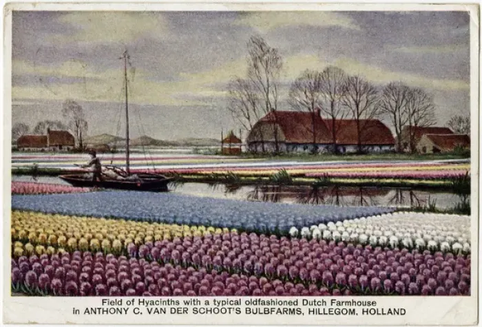 Framed Print : Field of Hyacinths and old Dutch Farmhouse, The Netherlands Framed Print : Field of Hyacinths and old Dutch Farmhouse, The Netherlands