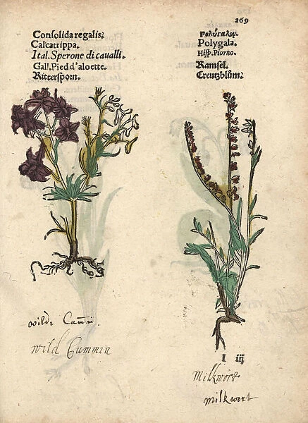 Field larkspur, Consolida regalis, and milkwort