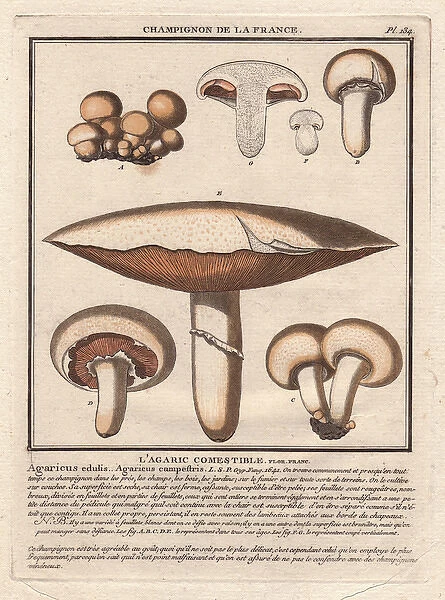 Field mushroom, Agaricus campestris, Agaricus edulis