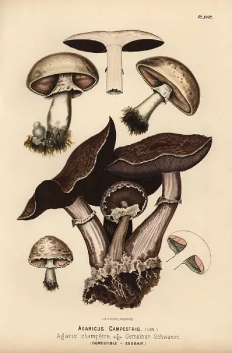 Framed Print : Field mushroom, Agaricus campestris, edible Framed Print : Field mushroom, Agaricus campestris, edible