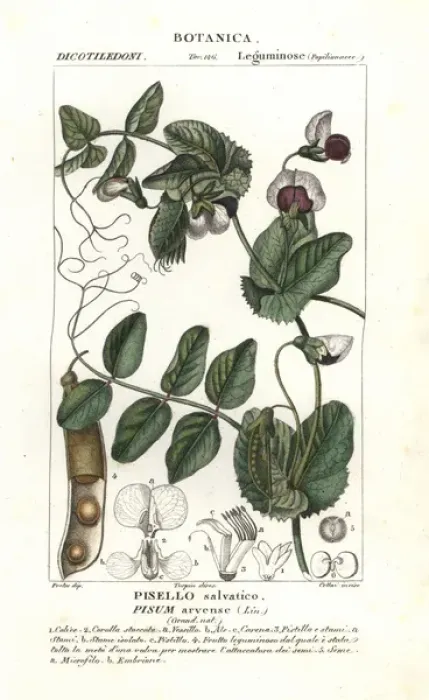 Framed Print : Field pea, Pisum arvense Framed Print : Field pea, Pisum arvense