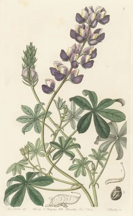 Framed Print : Field Peruvian lupin, Lupinus arvensis Framed Print : Field Peruvian lupin, Lupinus arvensis