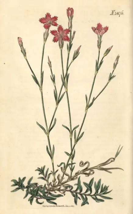 Framed Print : Field pink, Dianthus campestris Framed Print : Field pink, Dianthus campestris