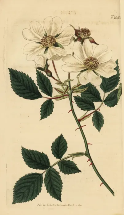 Framed Print : Field rose, Rosa arvensis Framed Print : Field rose, Rosa arvensis