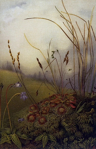 Field Scenery. Sundew and butterwort in a German field Date: 1913