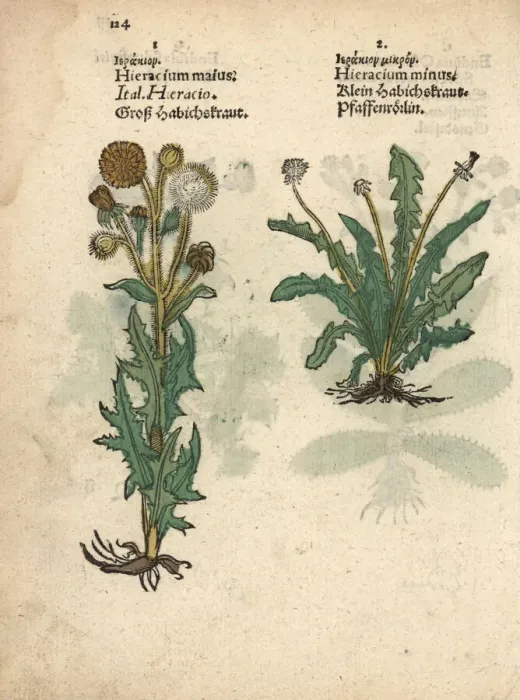 Framed Print : Field sow-thistle, Sonchus arvensis, and mouse-ear Framed Print : Field sow-thistle, Sonchus arvensis, and mouse-ear