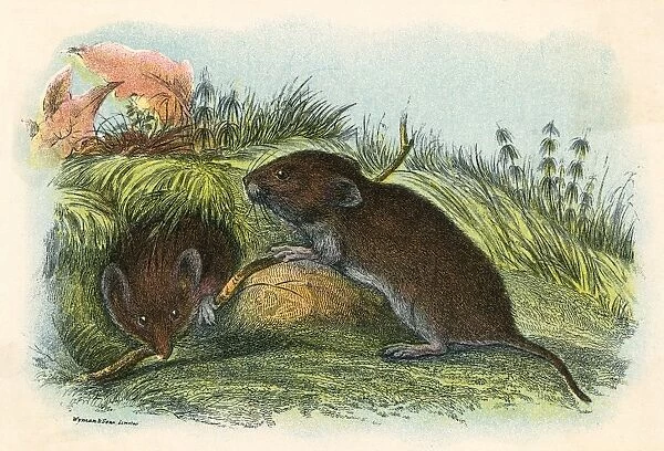 FIELD VOLE. (microtus arvalis) the common or field vole Date: circa 1870