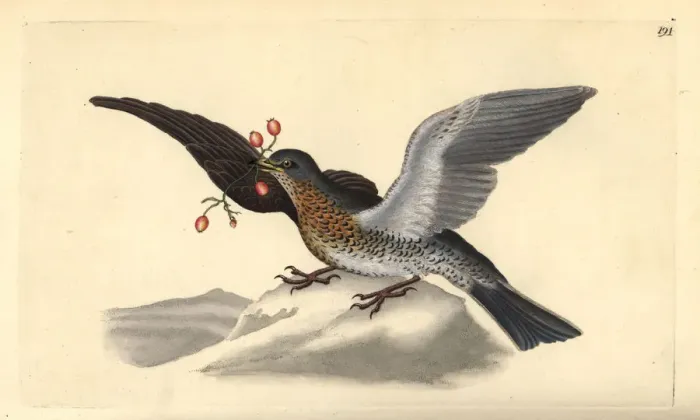 Framed Print : Fieldfare, Turdus pilaris Framed Print : Fieldfare, Turdus pilaris