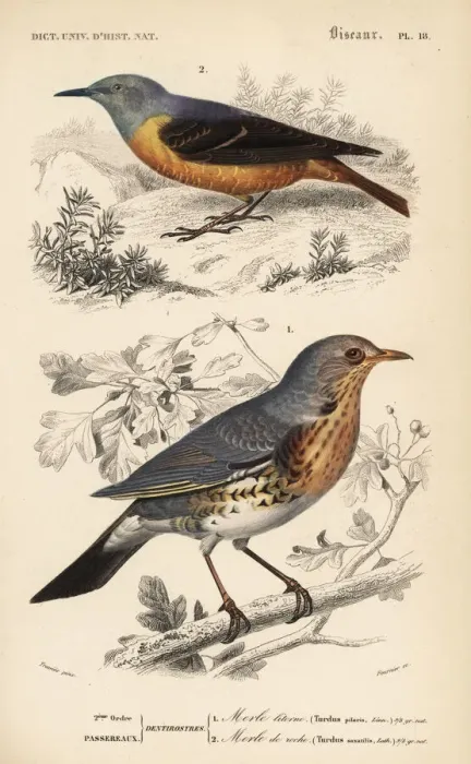 Framed Print : Fieldfare, Turdus pilaris, and rufous-tailed Framed Print : Fieldfare, Turdus pilaris, and rufous-tailed