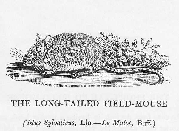 Fieldmouse (Bewick). mus sylvaticus - the LONG- TAILED FIELD-MOUSE 