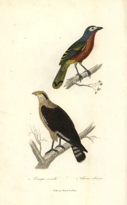 Framed Print : Fiery-breasted bushshrike and yellow-headed caracara Framed Print : Fiery-breasted bushshrike and yellow-headed caracara