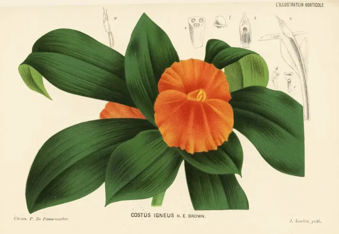 Framed Print : Fiery costus or spiral flag, Chamaecostus cuspidatus Framed Print : Fiery costus or spiral flag, Chamaecostus cuspidatus