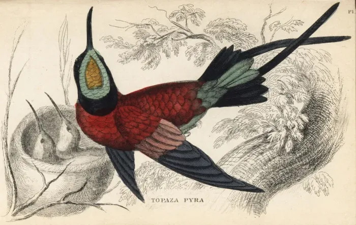 Framed Print : Fiery topaz, Topaza pyra, with young in nest Framed Print : Fiery topaz, Topaza pyra, with young in nest