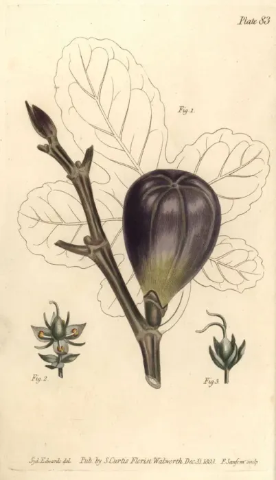 Framed Print : Fig, Ficus carica Framed Print : Fig, Ficus carica