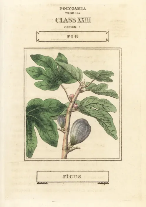 Framed Print : Fig, Ficus carica Framed Print : Fig, Ficus carica