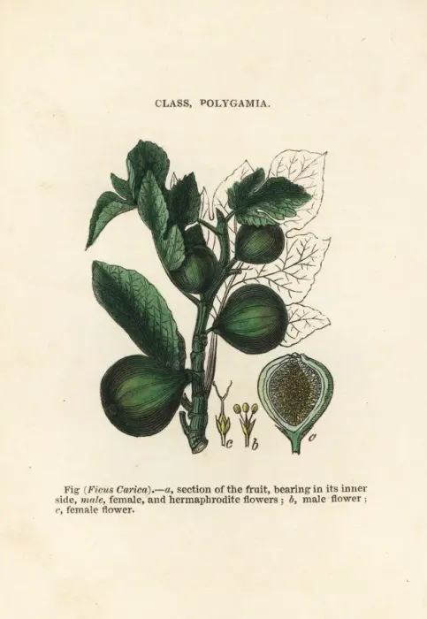 Framed Print : Fig, Ficus carica Framed Print : Fig, Ficus carica
