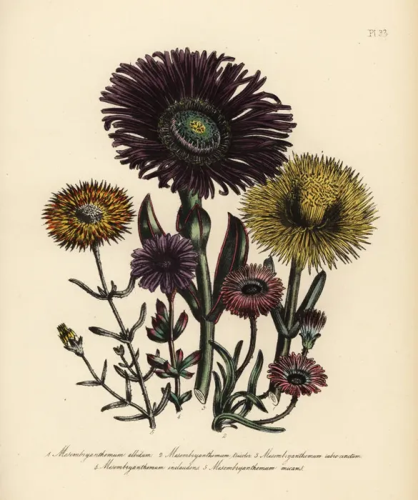 Framed Print : Fig marigold species Framed Print : Fig marigold species