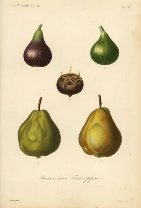 Framed Print : Fig, medlar and quince Framed Print : Fig, medlar and quince
