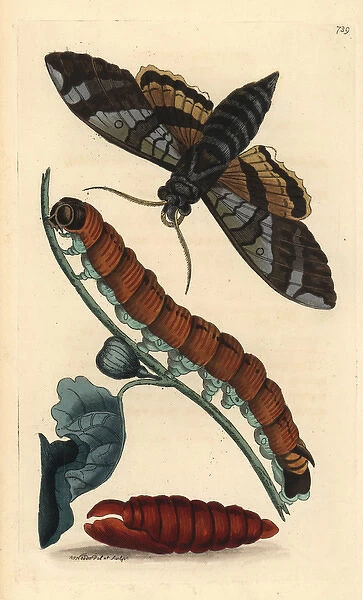 Fig sphinx moth, Pachylia ficus
