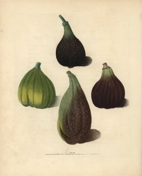 Framed Print : Fig varieties, Ficus carica Framed Print : Fig varieties, Ficus carica