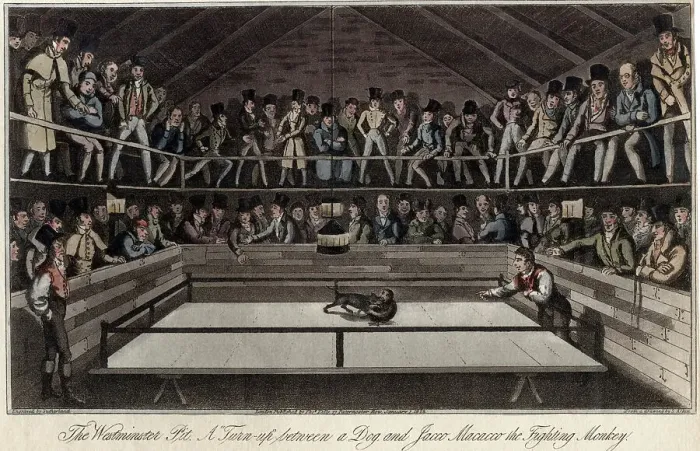 Framed Print : Fight between Jacko Maccacco and a dog - monkey-baiting Framed Print : Fight between Jacko Maccacco and a dog - monkey-baiting