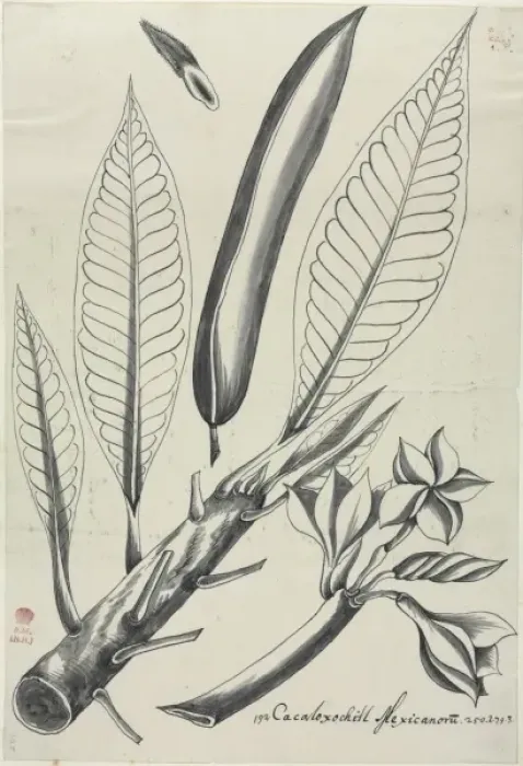 Framed Print : Figure from Descriptiones Fruticum et Arborum Luzonis Framed Print : Figure from Descriptiones Fruticum et Arborum Luzonis