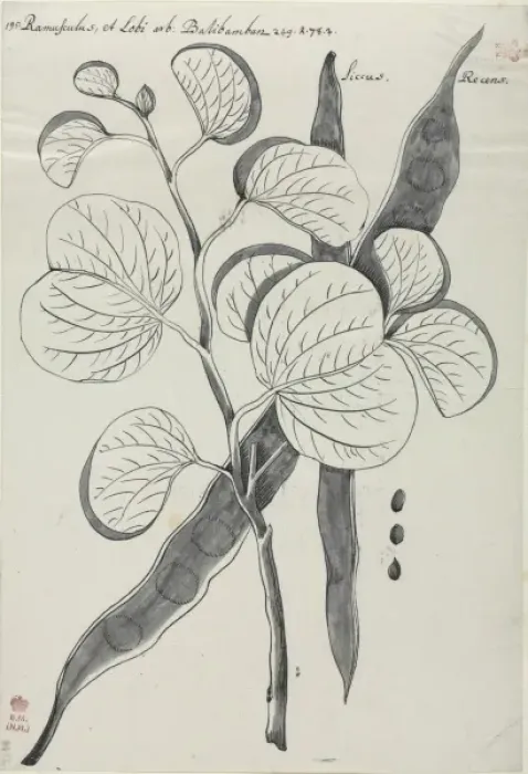 Framed Print : Figure from Descriptiones Fruticum et Arborum Luzonis by Geo Framed Print : Figure from Descriptiones Fruticum et Arborum Luzonis by Geo
