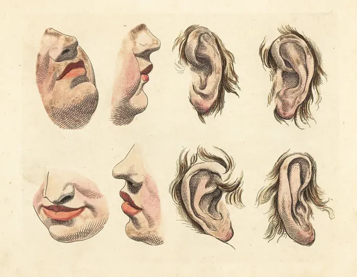 Framed Print : Figures of noses, chins, mouths, lips and ears Framed Print : Figures of noses, chins, mouths, lips and ears