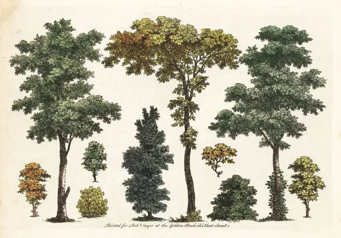 Framed Print : Figures of trees, bushes, foliage from an art tutorial book Framed Print : Figures of trees, bushes, foliage from an art tutorial book
