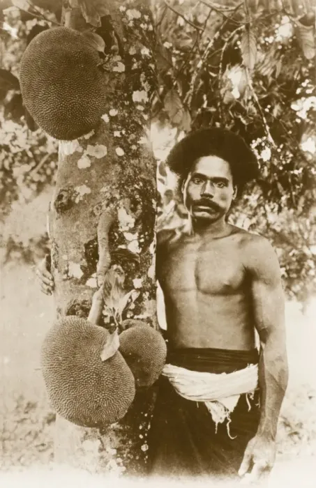 Framed Print : Fijian Man and Jackfruit Tree Framed Print : Fijian Man and Jackfruit Tree