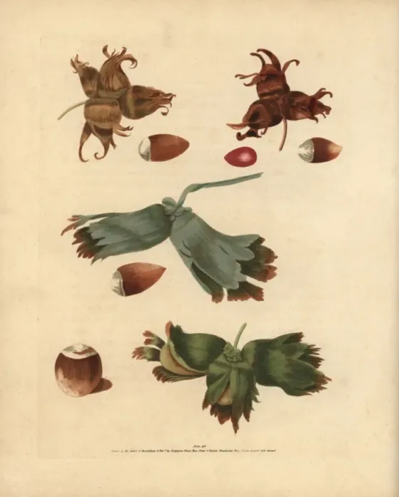 Framed Print : Filbert varieties, Corylus avellana Framed Print : Filbert varieties, Corylus avellana
