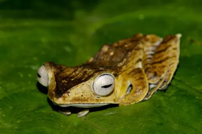Framed Print : File-eared Tree Frog - hides among giant leaves Framed Print : File-eared Tree Frog - hides among giant leaves