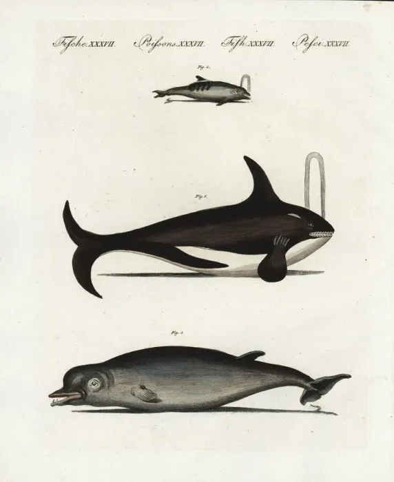 Framed Print : Fin whale, bottlenose dolphin and bottle-nosed whale Framed Print : Fin whale, bottlenose dolphin and bottle-nosed whale