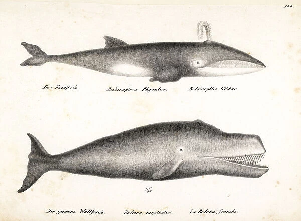 Fin whale (endangered) and bowhead whale