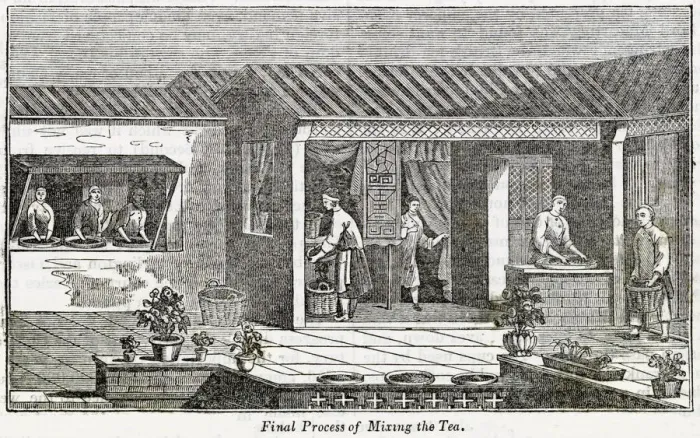 Framed Print : Final process of mixing the tea, China Framed Print : Final process of mixing the tea, China