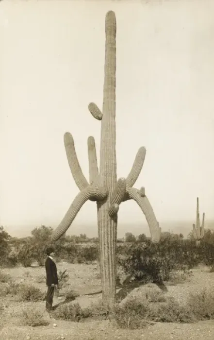 Framed Print : A Fine Cactus Framed Print : A Fine Cactus