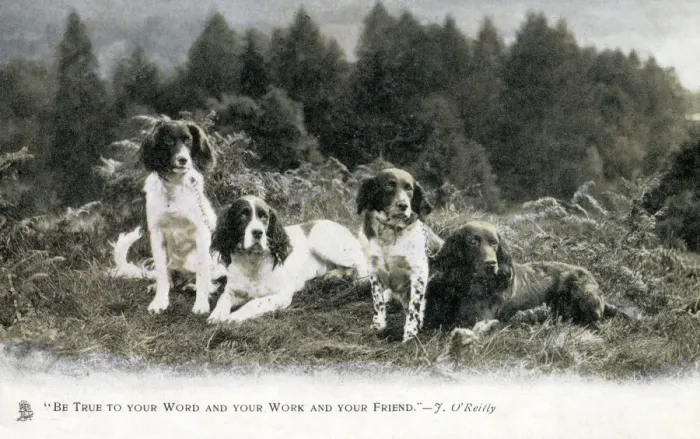 Framed Print : Four fine English Springer Spaniels in a patch of heathland Framed Print : Four fine English Springer Spaniels in a patch of heathland