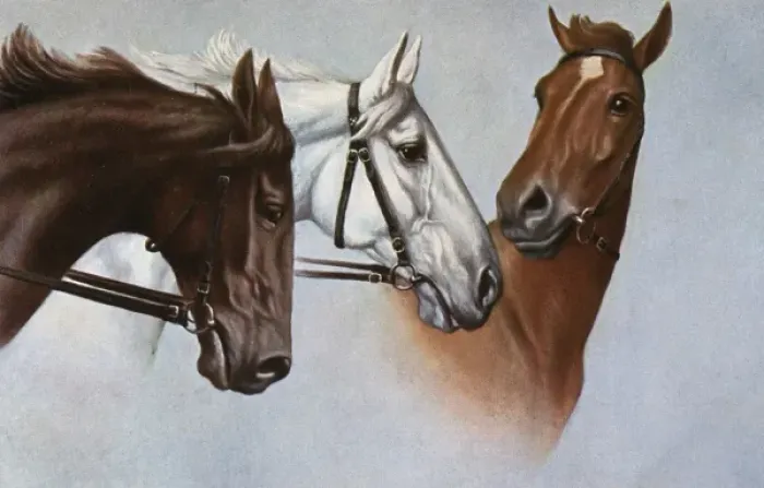Framed Print : Three fine horses Framed Print : Three fine horses