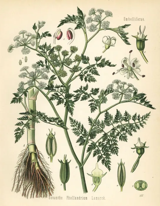 Framed Print : Fine-leafed water dropwort, Oenanthe aquatica Framed Print : Fine-leafed water dropwort, Oenanthe aquatica
