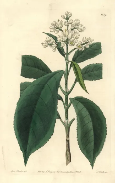 Framed Print : Fine-tooth palebloom, Turpinia arguta Framed Print : Fine-tooth palebloom, Turpinia arguta