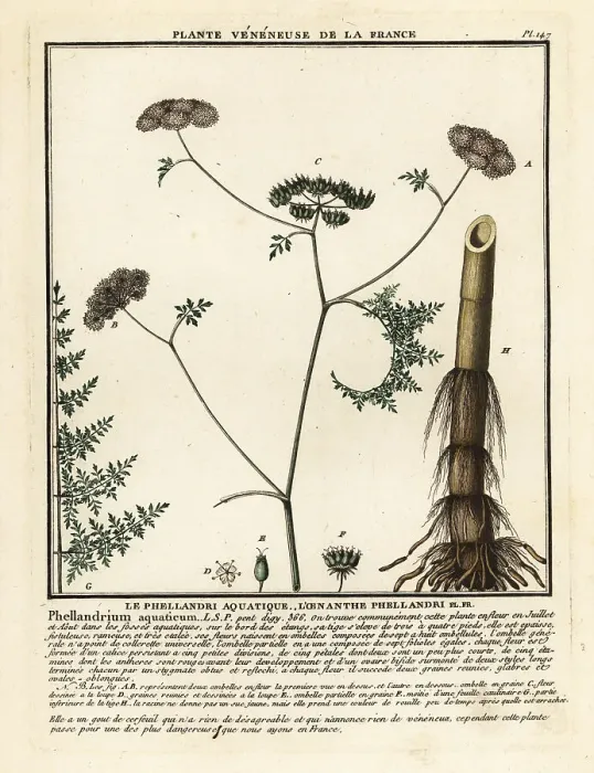 Framed Print : Fineleaf water dropwort, Oenanthe aquatica Framed Print : Fineleaf water dropwort, Oenanthe aquatica