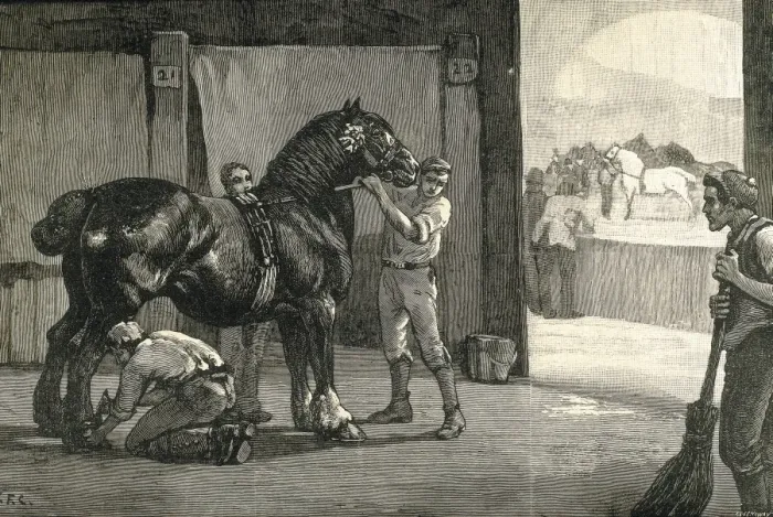 Framed Print : Finishing touches to horses. Pedigree horses Framed Print : Finishing touches to horses. Pedigree horses